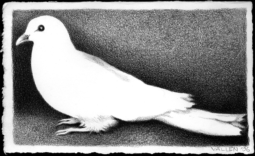 "Dove" - Mark Vallen. Pencil on paper. 4 x 6.5 inches. 2006.