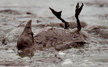 One of the thousands of seabirds killed by BP's 2010 Gulf of Mexico oil disaster. Photograph by Charlie Riedel © for Associated Press.