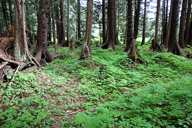 At Icy Strait Point, temperate rain forest stretches to the sea. Photo/Mark Vallen ©