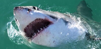 The Shark Has Teeth Like Razors
