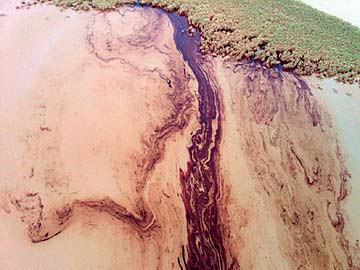 The Louisiana governor's office released this aerial photograph showing thick streams of heavy crude oil as it penetrates the marsh lands of the Louisiana coastline at the Pass a Loutre Wildlife Management Area. Louisiana Governor Bobby Jindal toured the Mississippi Delta by boat on Wednesday, May 19,saying of the BP spill; "This is serious - this is the heavy oil that everyone has been fearing. It is hear now. This is one of the oldest wildlife mangagement areas here in Louisiana, and now it is covered in oil."