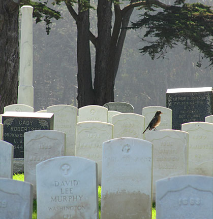 A Robin visits some of the 30,000 American war dead interned at the National Cemetery located on the grounds of the Presidio. Photo by Mark Vallen ©.