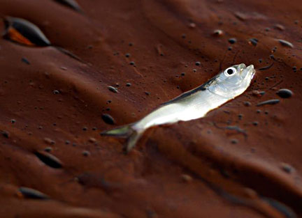 Dead fish floating in oil during the BP Gulf of Mexico oil disaster of 2010. Photo by Charlie Riedel for the AP.