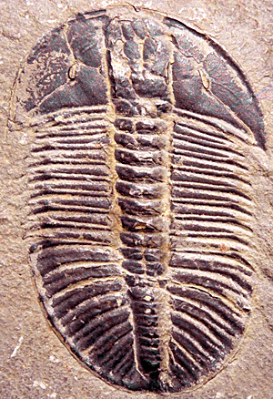 “Paradoxides Heatherwickis.” Giant extinct marine Trilobite found in Hudson Yards, North America.